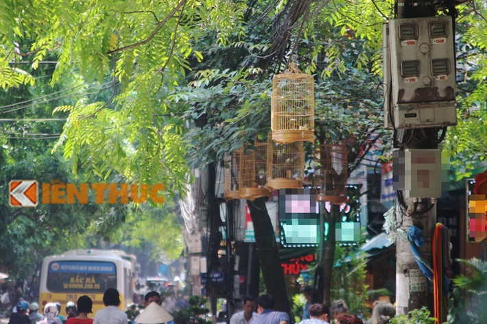Tương tự, trên đường Hoàng Hoa Thám (quận Ba Đình, Hà Nội), nhiều chủ kinh doanh, buôn bán chim cảnh cũng "tận dụng" đường dây điện trước cửa nhà để treo chim... "câu" khách.