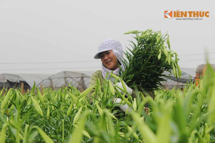 Những nụ cười rạng ngời nở trên khuôn mặt của người dân khi hoa được mùa bội thu. Dù bận rộn, nhưng ai cũng vui vẻ.