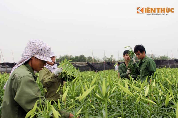 Hoa loa kèn ở làng hoa Tây Tựu (Từ Liêm - Hà Nội) đang được người dân thu hoạch. Những củ loa kèn vẫn để vùi trong đất, chờ đến tháng 9 bắt đầu vụ kế tiếp.