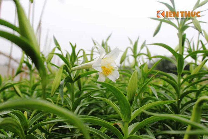 Hoa loa kèn còn có tên gọi khác là hoa huệ tây, hoa bách hợp. Vào cuối tháng 3 và những ngày đầu tháng 4, hoa bắt đầu nở rộ.