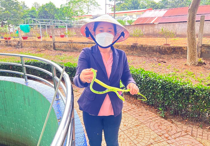 Theo chị Hiền, rắn lục mỏ dọ thuộc họ rắn nước, chúng sống trong bụi rậm, trên cây; thức ăn là ếch, nhái... “Rắn lục mỏ dọ hay còn gọi rắn lục tên lửa, mũi tên. Đây thuộc loại rắn lành, không có nọc độc. Loài rắn này đuôi không có màu đỏ - đây là điểm để phân biệt với rắn lục đuôi đỏ”, chị Hiền nói.