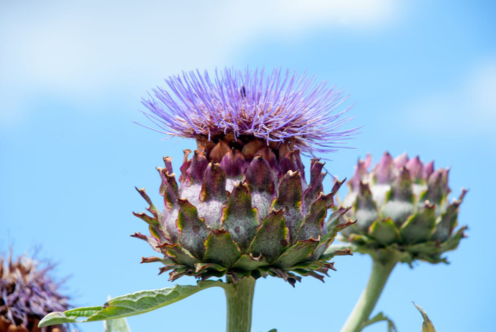 4. Cardoon: Cardoon là một loại rau mầm có thể ăn sống. Nó có vị thanh mát tương tự như măng tươi, nấm hương. Ngoài ra, nó còn có chức năng thanh nhiệt, bổ gan, cải thiện thị lực, thể lực và giải rượu rất tốt.