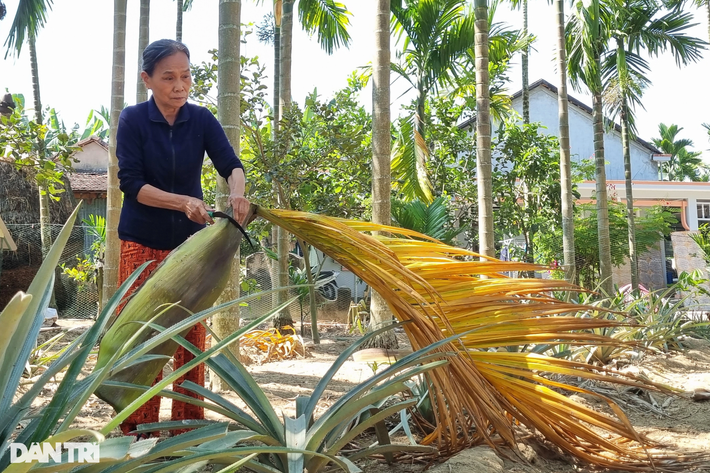 Người dân chọn những mo cau to, đẹp rồi cắt lấy phần mo, bỏ phần lá. Mo cau sẽ được phơi khô, ép phẳng trước khi mang đến chợ bán cho thương lái.