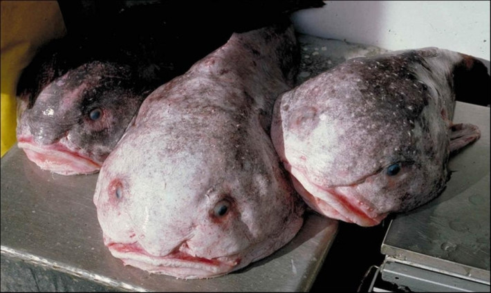 9. Cá giọt nước Blobfish. Loài cá này sống ở vùng biển Nam Thái Bình Dương. Chúng được các nhà khoa học phát hiện lần đầu tiên vào năm 1926. Do thường sống ở những khu vực xa xôi, cá Blobfish không được nhiều người biết đến. Kể từ năm 2013, cá Blobfish đã chính thức được coi là một trong những sinh vật xấu xí nhất thế giới.