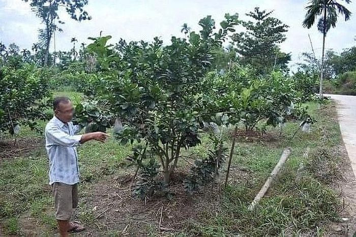 Ăn trộm bưởi, nam thanh niên bị chủ vườn chém chết: Khi trộm bưởi, anh Đ.K.D.N (21 tuổi, ở huyện Tư Nghĩa, Quảng Ngãi) bị chủ vườn là ông Nguyễn Quang Vĩnh (63 tuổi trú huyện Nghĩa Hành) phát hiện dùng rựa chém tử vong. Ngày 28/8, Vĩnh bị Công an tỉnh Quảng Ngãi bắt tạm giam.