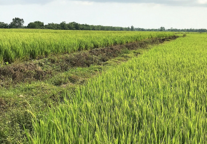 Công tác trinh sát kèm những tài liệu thu thập được đã giúp công an khẳng định, chắc chắn đây là hình thức mua bán ma túy mới. Rất nhiều phương án được đặt ra, trong đó có lúc công an định bắn hạ, thu giữ những thiết bị bay này. Tuy nhiên, nếu làm như thế sẽ chỉ bắt được "phần ngọn", không giải quyết triệt để cả ổ nhóm. Cách thức mới này cũng gây ra một khó khăn khác đó là người mua ma túy không biết mặt người bán "hàng". (Ảnh minh họa, nguồn internet)