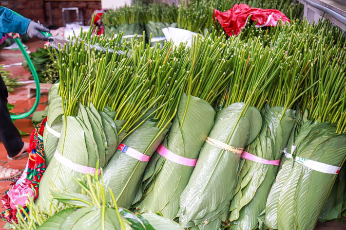 Nhờ có cây dong mà cuộc sống của người Tràng Cát cũng sung túc, ổn định hơn. Với 2 sào lá, sau khi trừ chi phí thì những hộ gia đình nơi đây cũng có thu nhập hơn mười triệu đồng để sắm sửa cho ngày Tết. Cùng với cây cam cây bưởi, người dân nơi đây luôn bám đất, gắn bó với cây dong, tiếp tục gìn giữ và phát triển làng.