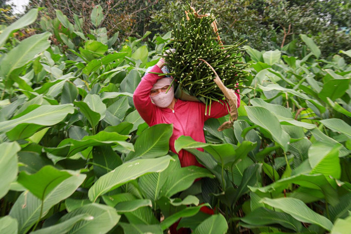 Xưa kia, lá dong Tràng Cát thường được tuyển chọn để gói bánh chưng dâng vua. Ngày nay, lá dong nơi đây không chỉ phục vụ trong nước mà còn được xuất ngoại để phục vụ bà con người Việt ở nước ngoài.