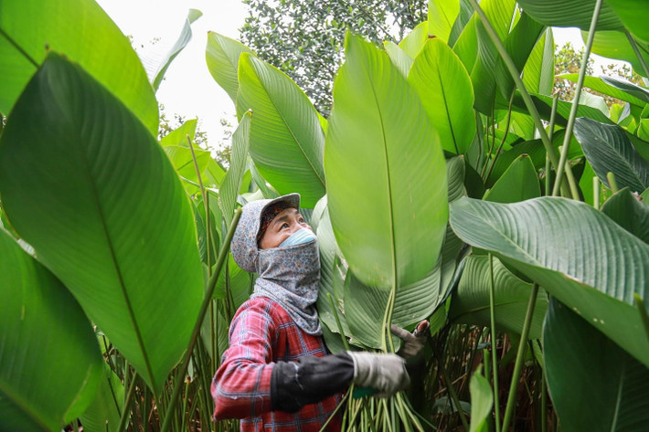 Theo người dân, lá dong để bán ra nước ngoài phải được chuẩn bị kỹ càng, lá phải được cắt dài cuống, bó thật chặt, không nhúng qua nước mới tươi lâu. Lá dong sau khi thu hoạch sẽ được sắp xếp thành từng bó, rửa nước sạch rồi vận chuyển đến cơ sở thu mua. Để lá dong đẹp, người dân phải dùng dao cắt cuống, sau đó dọn vườn, bón phân cho đến khi lên lá mới rồi phun thuốc sâu. Nước được tưới thường xuyên để cây đẻ cây con, không phải trồng lứa mới. Nhờ đó, lá dong có thể bán quanh năm.
