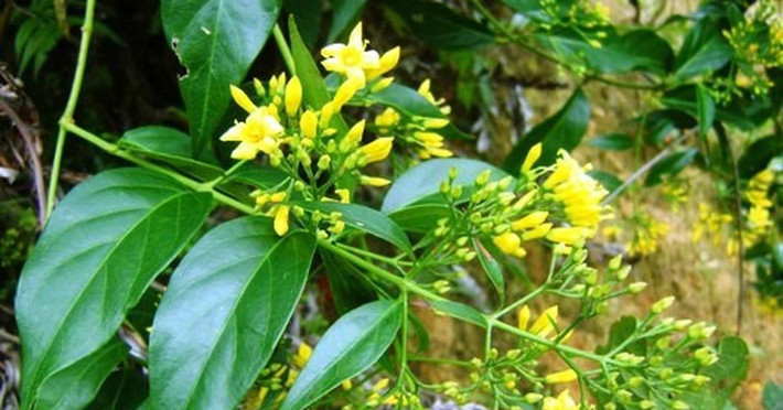 Kết quả giám định cho thấy, trong hai bát canh này có một chất kịch độc vốn là thành phần chính của cây lá ngón. Bước đầu cơ quan công an nhận định, rất có thể gia đình ông S đã bị kẻ xấu đầu độc bằng nước lá ngón. Khu vực gia đình ông S sinh sống vốn chỉ có hơn chục nóc nhà, đều quen biết hoặc có họ hàng với nhau. (Ảnh minh họa, nguồn internet)