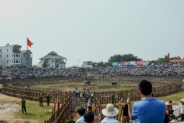 Anh cho biết, hàng năm, vào ngày 16 và 17 tháng Giêng, lễ hội chọi trâu truyền thống ở xã Hải Lựu lại được tổ chức. Các thôn thuộc xã Hải Lựu đều có trâu tham gia đấu giải. (Ảnh ĐCS)