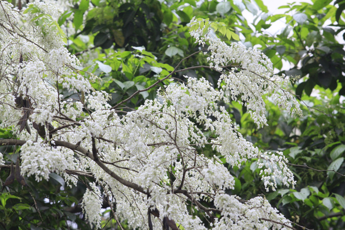 Ở Hà Nội, cây sưa có nhiều nhất trên các phố Phan Đình Phùng, Hoàng Hoa Thám, Phan Chu Trinh, Giảng Võ hay đường Thanh Niên... Hoa sưa kết thành từng chùm và mọc ra từ nách lá, thường xuất hiện trước khi lá mọc đầy đủ, thoảng mùi thơm nhẹ.