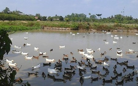 Khởi tố vụ án đánh chết 101 con vịt ở TP Hải Phòng: Ngày 17/7, Công an huyện Vĩnh Bảo - Hải Phòng đã ra quyết định khởi tố vụ án hình sự về hành vi hủy hoại tài sản. Trước đó, đàn vịt khoảng 1.600 con của gia đình ông Đông Quang Hướng (58 tuổi, trú xã Thắng Thủy, huyện Vĩnh Bảo) đi vào ruộng lúa của gia đình ông Nguyễn Duy Sơn (55 tuổi). Lo sợ đàn vịt tràn vào sẽ phá hoại ruộng lúa, ông Sơn đã báo lực lượng bảo vệ của thôn. Nhận tin báo, tổ bảo vệ tự quản của thôn đã xuống dùng gậy "trấn áp" đàn vịt. Hậu quả khiến 101 con vịt bị đánh chết.