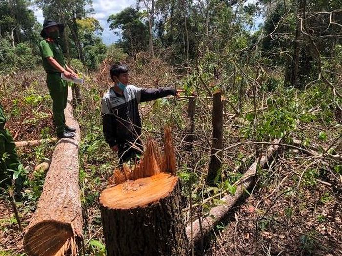 Bắt giam 7 đối tượng hủy hoại rừng: Lợi dụng các lực lượng chức năng huyện Đắk Glong (Đắk Nông) đang tập trung phòng, chống dịch, một nhóm đối tượng 7 người đã chặt phá hơn 1,2 hecta rừng trái phép do Công ty Thiên Sơn quản lý. Ngày 31/8, bảy đối tượng này bị Công an huyện Đắk G’long bắt tạm giam.