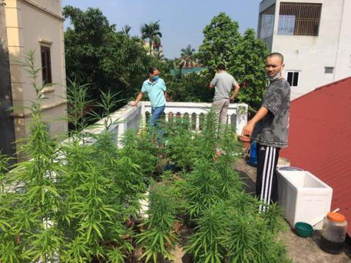 Trồng cần sa trên nóc nhà ở Hà Nội để ngâm rượu: Ngày 14/5, Công an quận Hà Đông (Hà Nội) cho biết, mới lập biên bản, tịch thu nhiều cây cần sa của Lê Đình Tuấn (23 tuổi, trú quận Hà Đông, Hà Nội). Thời điểm kiểm tra nhà Tuấn Công an phát hiện trần tầng 1 của ngôi nhà trồng 26 cây cần sa, chiều cao từ 30 đến 40 cm. Những cây cần sa này được trồng trong nhiều chậu nhỏ. Tuấn khai mục đích trồng cần sa là để ngâm rượu.