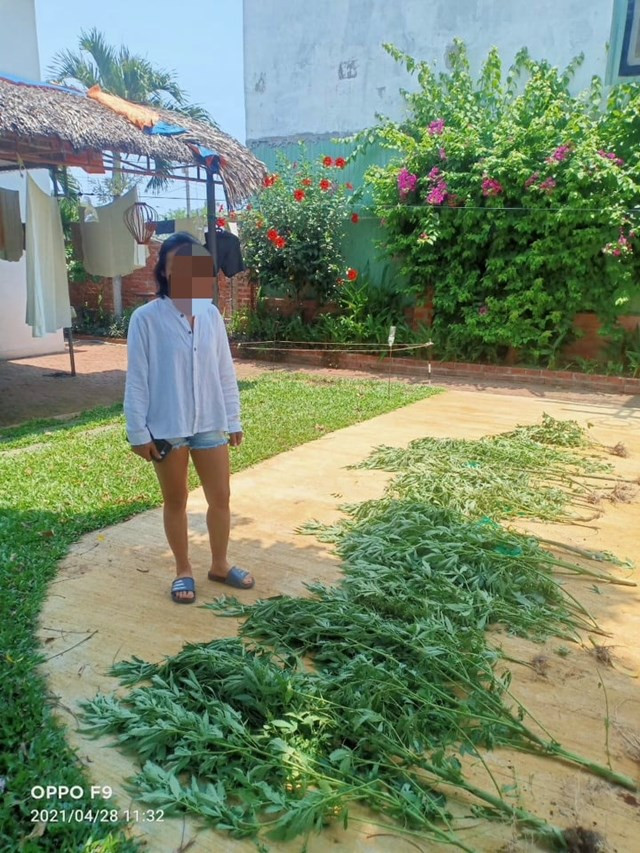 Trồng cần sa trong vườn nhà để chữa mất ngủ: Công an TP Hội An, tỉnh Quảng Nam cho biết, vừa phát hiện bà N.T.V. (38 tuổi, trú tại địa bàn) trồng 17 cây cần sa trong khuôn viên nhà. Lý do trồng số cần sa này do bà V. thường xuyên bị mất ngủ nên tìm trên mạng và mua một ít hạt giống cần sa để trồng và dùng uống cho dễ ngủ.