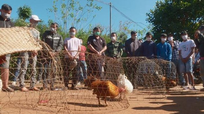 Bắt quả tang 26 đối tượng đang say sưa đá gà ăn tiền trong rẫy cà phê: Ngày 9/1, Công an TP Buôn Ma Thuột, tỉnh Đắk Lắk cho biết, vừa triệt phá một sới đá gà ăn tiền quy mô lớn, thường xuyên tổ chức trong rẫy cà phê, bắt giữ 26 đối tượng. Khám xét tại hiện trường, lực lượng Công an thu giữ 4 con gà, gần 100 triệu đồng và trên 30 chiếc điện thoại di động.