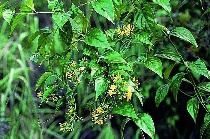 Nghi ăn nhầm lá ngón, nữ sinh lớp 7 tử vong: Ngày 24/9, UBND xã Nậm Nhoóng (huyện Quế Phong, Nghệ An) cho biết, ngày 23/9, em V.T.H. (SN 2008, học lớp 7) đang ở trong lán trại với mẹ thì bị đau bụng nên vào rừng hái lá ổi ăn để chữa. Gần 1 tiếng sau thì em H. bất ngờ có biểu hiện bị ngộ độc dẫn đến tử vong nghi do ăn lá ngón.