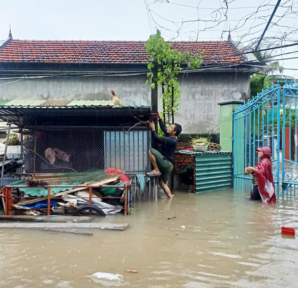 Một gia đình tại TP Cẩm Phả, tỉnh Quảng Ninh gia cố, đưa vật nuôi đến nơi cao ráo để tránh nước ngập. (Ảnh: Tuổi Trẻ)