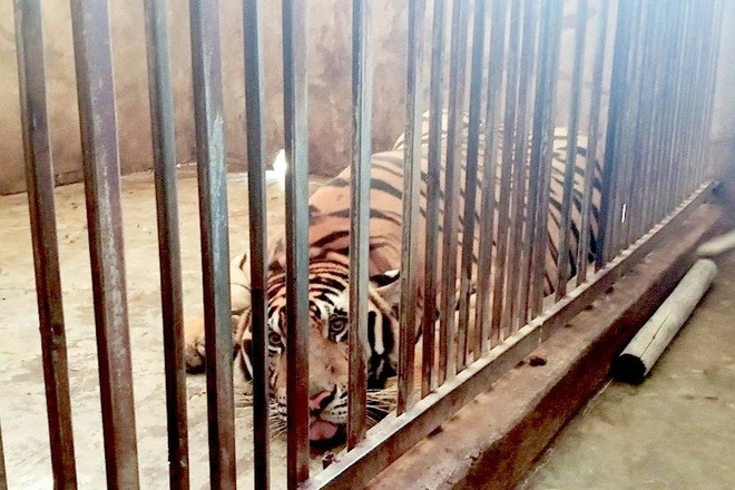 Theo thông tin ban đầu, 1 trong 2 hộ dân nuôi hổ trái phép có người nhà làm Công an viên bán chuyên trách của xóm. Đó là ông Lê Văn Hậu, Công an viên bán chuyên trách của xóm Phú Xuân. Ông Hậu là chồng bà Nguyễn Thị Định.