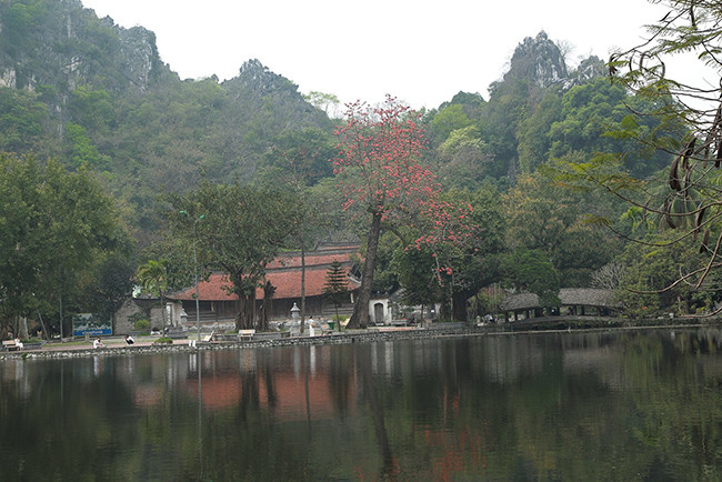 Cây gạo còn có tên gọi khác là mộc miên, hồng miên hay pơ lang. Theo lời kể của người dân địa phương, trước đây tại Chùa Thầy có 5 cây hoa gạo nhưng 4 cây đã chết, hiện chỉ còn một cây nằm mé bên trái chùa, gần cầu “Nhật Tiên Kiều”.
