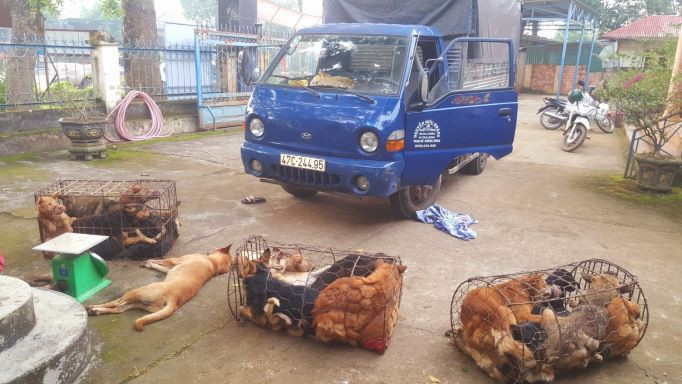 Ngày 6/11, thông tin từ Công an huyện Lắk (Đắk Lắk) cho biết đơn vị đang tạm giữ hình sự 5 nghi phạm chuyên dùng xe ô tô tải thực hiện nhiều vụ trộm chó liên tỉnh Đắk Lắk và Lâm Đồng để củng cố hồ sơ, làm rõ về hành vi trộm cắp tài sản.