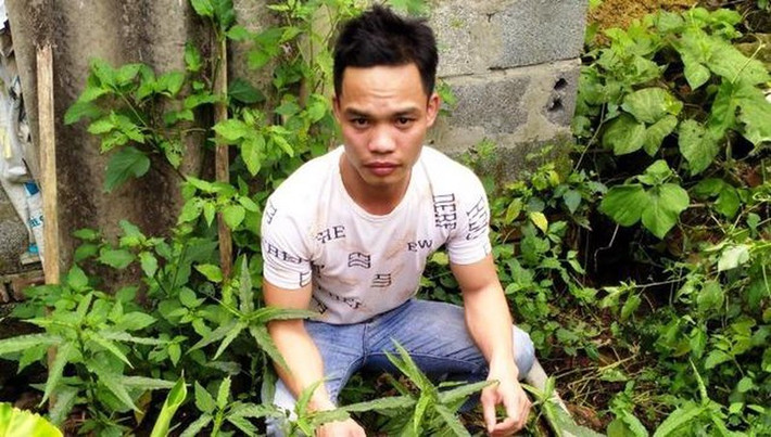 Trồng cần sa để… ngâm rượu và nuôi gà chọi: Ngày 13/4, Đồn Biên phòng Ngọc Lâm phát hiện tại vườn nhà đối tượng Bùi Văn Đại (30 tuổi, trú xã Phúc Thắng, huyện Nghĩa Hưng Nam Định) trồng trái phép 18 cây cần sa. Qua đấu tranh khai thác đối tượng Bùi Văn Đại, Đồn Biên phòng Ngọc Lâm phát hiện thêm 2 đối tượng khác cũng trồng tổng cộng 24 cây cần sa tại vườn nhà. Các đối tượng khai trồng cần sa để ngâm rượu và nuôi gà chọi.