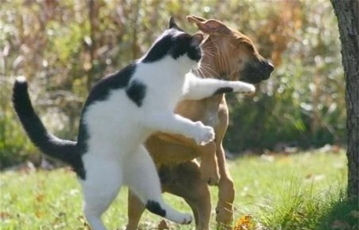 "Đừng nhờn với chị nhé, dù là chó hay mèo cũng chiến tuốt!"