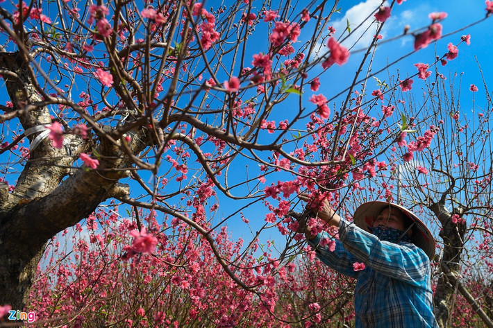 Do thời tiết nắng nóng, vườn đào của chị Nguyễn Thị Doan nở hoa sớm, khó bán. Những gốc đào chưa bán được, chị cắt cành dăm để bán gỡ ít tiền, đồng thời dưỡng cây cho mùa sau. Một cây đào giá mọi năm là 10 triệu đồng, năm nay chị phải cắt cành dăm bán 50.000 đồng mỗi bó, chỉ thu được khoảng 500.000 cho một cây.