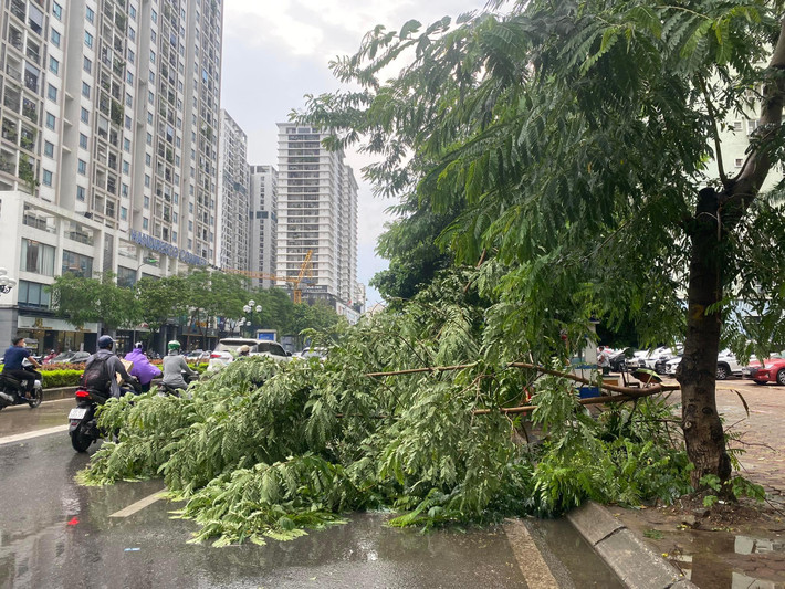 Cành cây bị gãy chắn ngang đường Lê Văn Lương.