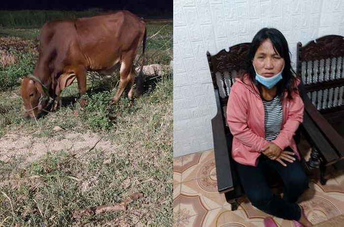 "Nữ quái" bị bắt khi đang đưa con bò vừa trộm được đi bán: Nguyễn Thị Nga (SN 1983, trú phường Mai Hùng, thị xã Hoàng Mai, Nghệ An) đã lợi dụng đêm vắng, chủ nhà ngủ say, Nga lẻn vào một ngôi nhà tại xã Quỳnh Liên, thị xã Hoàng Mai bắt trộm con bò trị giá hàng chục triệu đồng. Ngày 24/6, trên đường mang bò đi bán, Nga bị Công an phát hiện và bắt giữ.