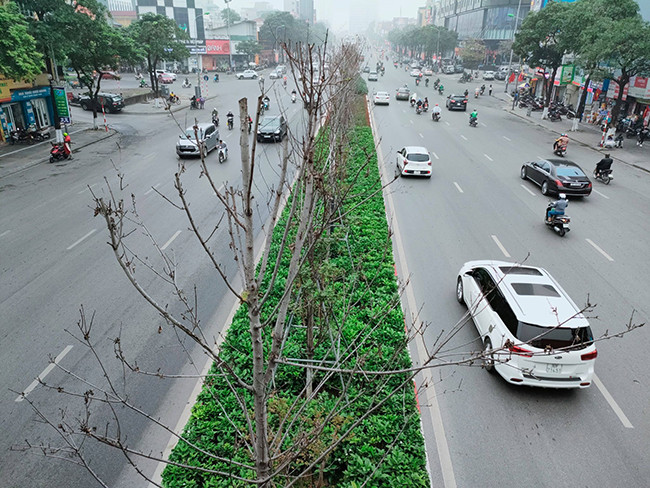 Trong hai năm đầu, những cây phong lá đỏ vẫn sinh trưởng bình thường nhưng không đổi màu đỏ khi mùa thu đến. Hiện nay, theo ghi nhận của PV Báo Tri thức và Cuộc sống, gần như toàn bộ hàng phong lá đỏ mang dấu ấn cựu Chủ tịch Nguyễn Đức Chung đã khô héo, xác xơ, không có biểu hiện của sự sống.