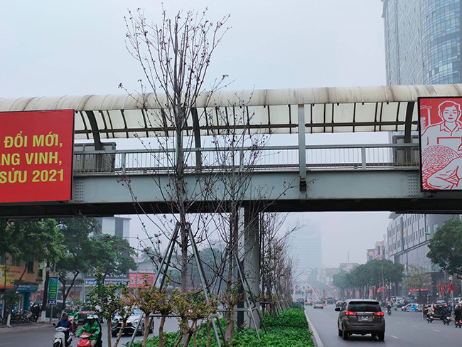 Đầu năm 2018, Chủ tịch TP Hà Nội khi đó là ông Nguyễn Đức Chung cho trồng khoảng 100 cây phong lá đỏ tại phố Trần Duy Hưng - Nguyễn Chí Thanh với hi vọng sẽ mang lại cho thủ đô diện mạo mới.