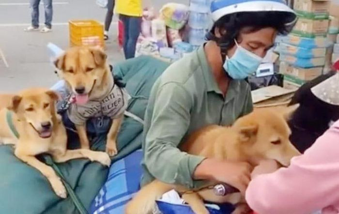 Bí thư Cà Mau nói gì về việc tiêu hủy đàn chó, mèo?: Hình ảnh đôi vợ chồng vượt 300 km mang đàn chó 15 con về Cà Mau và bị tiêu hủy khiến nhiều người xót thương. Ngày 11/10, Bí thư Tỉnh ủy Cà Mau Nguyễn Tiến Hải cho rằng dư luận phản ứng không đúng với bản chất vụ đàn chó bị tiêu hủy tại xã Khánh Hưng của huyện Trần Văn Thời. Ông Hải nói: "Dù anh em có xử lý nóng vội thì mục đích chỉ muốn bảo vệ người dân".