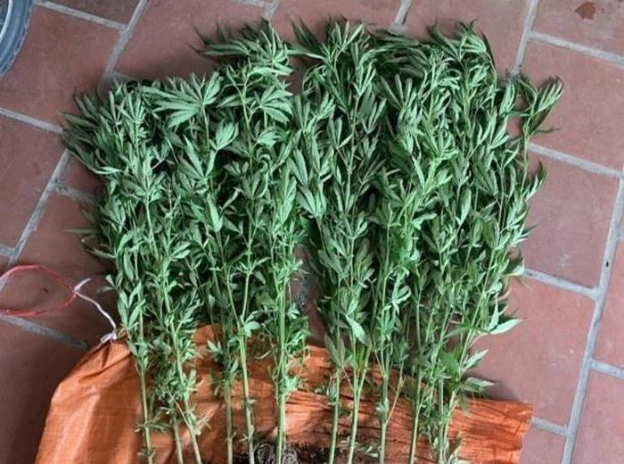 Thanh niên 18 tuổi trồng cần sa để ngâm rượu: Ngày 8/6, tổ công tác Công an TP Bắc Kạn đã phát hiện 13 cây cần sa, chiều cao từ 80 đến 120 cm, được trồng tại bãi đất trống gần nhà của Triệu Đình Dũng. Tại cơ quan công an, Dũng cho biết vì muốn ngâm rượu nên đã đặt mua hạt giống cần sa trên mạng xã hội để trồng và chăm sóc. Công an đã lập biên bản vụ việc, tịch thu toàn bộ số cây cần sa.