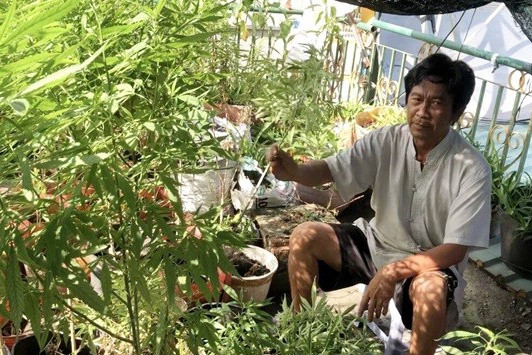 Trồng 110 cây cần sa trên ban công: Ngày 11/12, Công an TP Tân An, tỉnh Long An đã quyết định xử phạt ông Trần Ngọc Thùng (59 tuổi, ngụ phường 2) số tiền 3,5 triệu đồng về hành vi Trồng trái phép cây cần sa. Tại ban công lầu 1, cảnh sát phát hiện 110 chậu nhựa trồng 110 cây cần sa cao khoảng 1 m và 600 gram cần sa phơi khô. Ông Thùng khai trồng cây cần sa để điều trị, chữa cho bệnh nhân khi có nhu cầu.