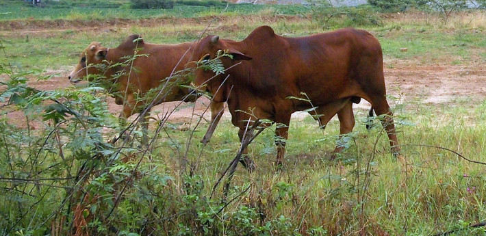 Đáng chú ý, mọi dấu vết tại hiện trường đã bị những cơn mưa xóa hết. Quá trình điều tra ban đầu xác định bà Thanh làm nghề chăn bò. Thời điểm xảy ra vụ án, nạn nhân mất một ít tài sản trong đó có tiền, vàng. Vụ án xảy ra vào ban ngày, nạn nhân là nữ, bị vết cắt từ phía sau. Sau khi gây án đối tượng dùng xăng đốt xác nạn nhân nhằm phi tang, xóa dấu vết. (Ảnh minh họa, nguồn internet)