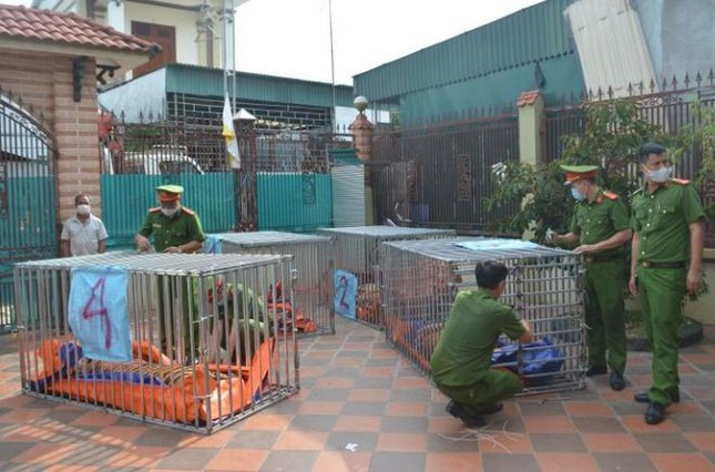 Sau khi thu giữ, 17 con hổ này được chuyển đến 2 khu du lịch sinh thái tại H.Diễn Châu (Nghệ An) để gửi nuôi và đã có 8 con hổ bị chết chưa rõ nguyên nhân.