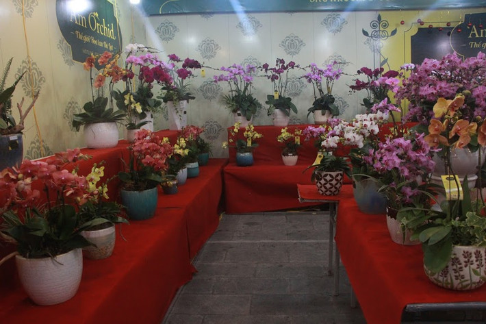 Theo ghi nhận của PV Kiến Thức trên đường Trần Đăng Ninh, quận Cầu Giấy (Hà Nội), hiện nay rất nhiều hoa lan hồ điệp ở Đà Lạt đã được vận chuyển tới để phục vụ Tết Nguyên đán 2020. 