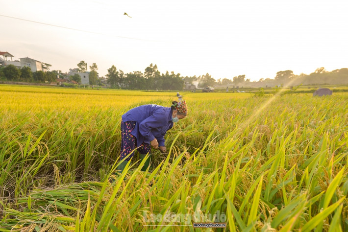 Bà chia sẻ, giờ con cái lên thành phố làm ăn cả, trong nhà còn mỗi bà là làm nông gắn bó với ruộng vườn. Trước kia nhà bà làm rất nhiều, có lúc 2-3 mẫu, tuy nhiên thời gian gần đây vì tuổi cao và không có ai chăm lo nên bà chỉ giữ lại 3 sào ruộng để tiện chăm lo.