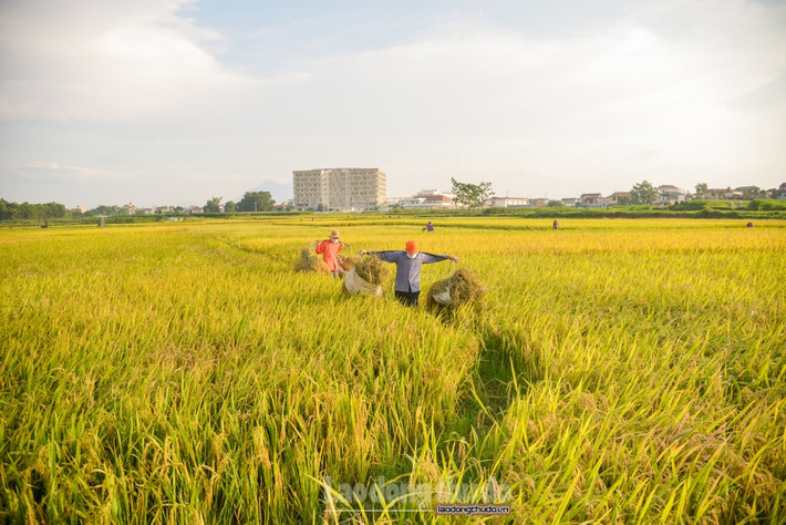 “Mấy sào ruộng này, một mình tôi chăm lo phân bón từ lúc đầu vụ đến giờ. Bao giờ lúa gặt về nhà thì mới yên tâm được. Cứ đến mùa gặt, mấy đứa con trên phố về phụ giúp đến lúc xong thì đi. Năm nay, việc thu hoạch lúa được tốt hơn, từ 2 đến 2,5 tạ trên 1 sào,” bà Hương chia sẻ.