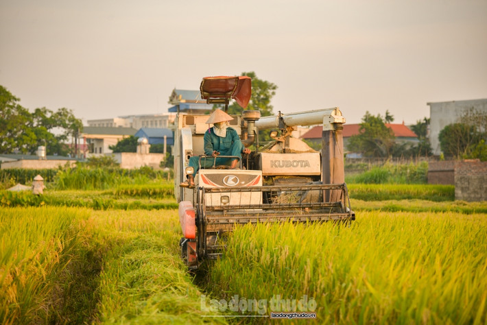 Cuộc nói chuyện của tôi và bà Hương bị chen ngang bởi tiếng của chiếc máy gặt cỡ lớn