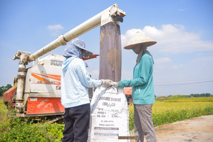 Theo những người nông dân, hồi trước không có máy gặt, bà con cũng vất vả, phải thuê công gặt. Có nhà phải thuê hơn 10 công, mỗi công 300-400 ngàn đồng/ngày. Giờ có máy gặt bà con cũng đỡ vất vả hơn, chỉ phải bỏ ra 150-170 ngàn đồng/một sào ruộng là có thể chở thóc về nhà