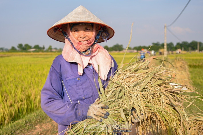 Trên cánh đồng thôn Đồng Bản, xã Đồng Thái, huyện Ba Vì, thành phố Hà Nội, bà Phùng Thị Hương, 72 tuổi đang vội vã thu hoạch vụ những khoảnh ruộng đầu tiên vụ mùa. Theo lời bà kể, 2/3 cuộc đời của bà là gắn bó với đồng ruộng, còn nhiều hơn cả thời gian ở nhà. Với bà Hương ruộng đồng là sự gắn bó máu mủ, là quê hương chứ không đơn thuần chỉ là kinh tế