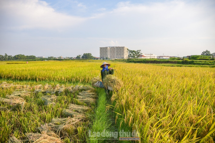 Cánh đồng lúa chín vàng như bức tranh được dệt từ những hạt lúa vàng căng. Năm nay được mùa, nên mọi người ai nấy đều nở nụ cười trên môi, dù phải lao động dưới cái nắng gay gắt của mùa hè. Đây có lẽ là thời điểm vui nhất của làng quê