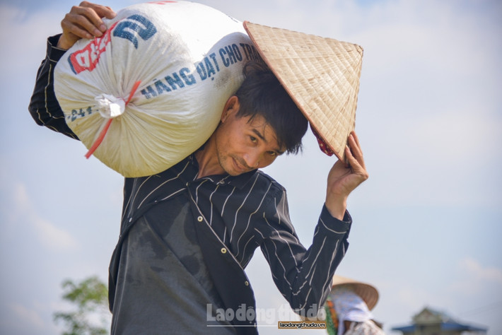 “Nắng nóng khiến công việc thu hoạch trở nên vất vả, vì ruộng nhà tôi nằm giữa cánh đồng, nên công đoạn vận chuyển thóc về nhà "vất" hơn các nhà khác”, anh Huy - chồng chị Phương cho biết.