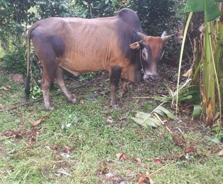 Người phụ nữ bị bò húc chết thương tâm: Sáng 7/9/2020, bà Nguyễn Thị Hương và bà Phạm Thị Tịnh đến nhà bà Phạm Thị V. (trú xã Liên Trạch, huyện Bố Trạch, tỉnh Quảng Bình ) để mời đám cưới thì phát hiện bà V. đã tử vong trong tư thế nằm sấp bất tỉnh, mặt mũi, thân hình có nhiều vết bầm tím. Tại đây lực lượng chức năng phát hiện, tay phải bà V. còn quấn dây thừng dắt bò đực khoảng 3 năm tuổi, mặt mũi, thân hình có nhiều vết bầm tím, nằm sấp cạnh chuồng bò. Cơ quan chức năng xác định, bà V. bị bò húc chết trong lúc dẫn bò vào chuồng trước đó.
