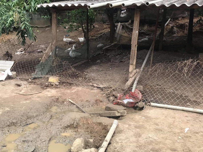 Trâu điên xông qua lưới sắt húc người phụ nữ tử vong: Sáng 16/6/2020, bà Trương Thị Th. (SN 1962, trú tổ dân phố Hưng Lợi, phường Hưng Trí, TX Kỳ Anh, tỉnh Hà Tĩnh) ra khu vực nuôi vịt trong vườn nhà để nhặt trứng. Bất ngờ một con trâu lạ xông qua hàng rào lưới sắt, húc tới tấp vào bụng bà Th. khiến nạn nhân bị thương nặng. Ngay sau đó, bà Th. đã được người nhà đưa đi cấp cứu tại Bệnh viện Đa khoa TX Kỳ Anh, rồi chuyển ra Bệnh viện Đa khoa tỉnh Hà Tĩnh, nhưng do vết thương quá nặng nên đến trưa cùng ngày nạn nhân đã tử vong.