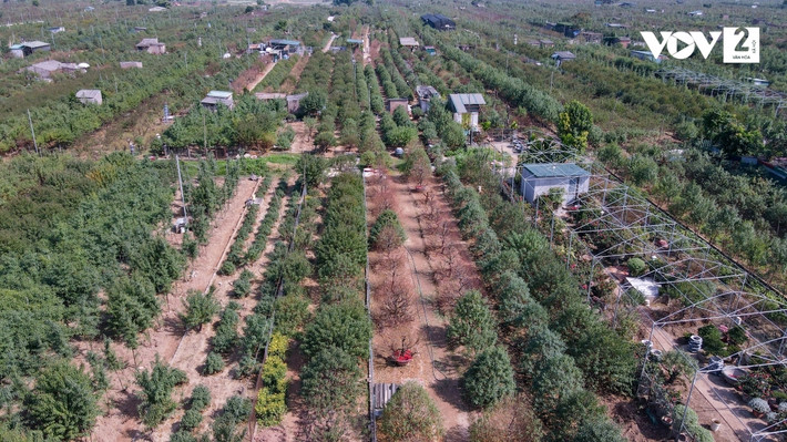 Là một trong những vùng trồng hoa nổi tiếng của Hà Nội, làng đào Nhật Tân vẫn giữ được nét truyền thống từ bao đời nay. Hoa đào Nhật Tân đã trở thành một thương hiệu của đất Hà thành, không thể thiếu trong mỗi dịp Tết đến, xuân về.