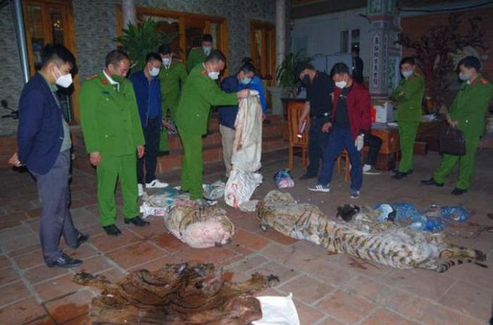 Chủ tịch xã mổ hổ nấu cao bị bắt quả tang: Ngày 13/1, Công an tỉnh Thái Nguyên cho biết, vừa bắt quả tang tại hộ gia đình ông Ngô Văn Quân (SN 1971, trú tại xã Tiên Phong, thị xã Phổ Yên, Chủ tịch xã Tiên Phong) đang diễn ra hoạt động giết mổ 1 cá thể động vật là hổ để nấu cao.